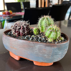 Bonsai
